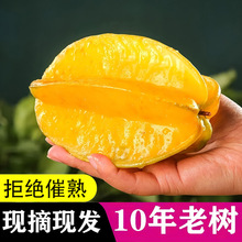 福建漳州杨桃大果当季现摘清甜下河杨桃新鲜的水果批发新鲜水果