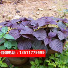 紫蘇種 紫蘇種批發 促銷價格 產地貨源 阿里巴巴