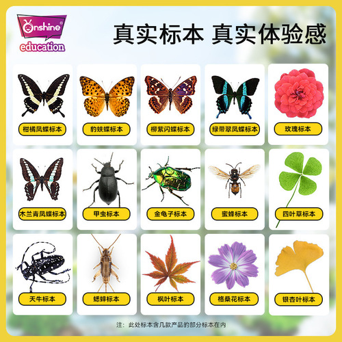 onshine real plant insect specimens resin bugs amber butterflies making children's observation science toys