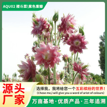 e˷N؈צѶ޸N̨ԻRлܷN