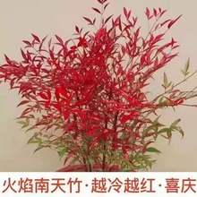 四季变色火焰南天竹树苗带根红天竹盆景老桩庭院室内客厅阳台植物