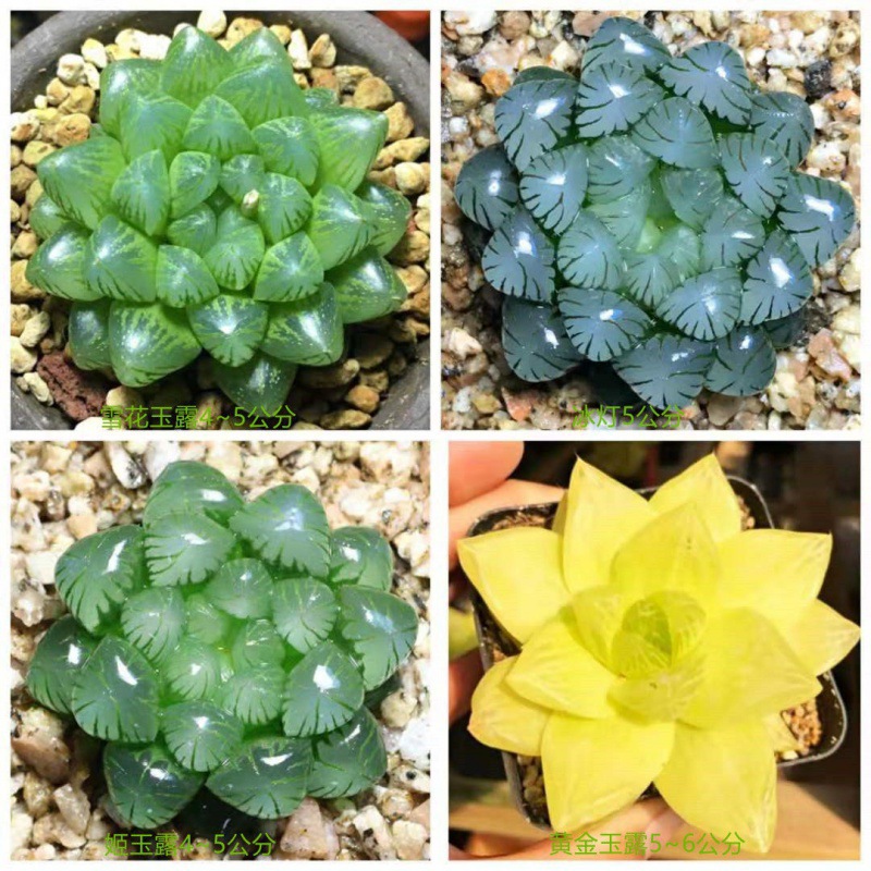 눈꽃+얼음등+지유루+금