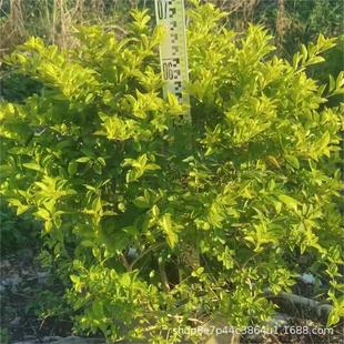 �S���~�S��÷���~���B�N�S�~���B�N���l��20-150CM