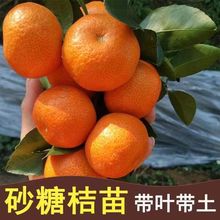 �V���޽�ɰ�ǽ��Ә����҃��������ӹ������ĕ�����ɳ�����ӎ���