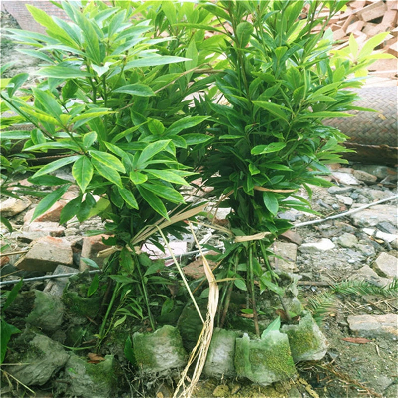 Базовые Оптовые Аутентичные саженцы золотых нанму экономические саженцы облесения мелкий лист Zhennan Cup саженцы Тинтин Нан озеленение дерева