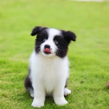 边境牧羊犬活体狗狗边境牧羊犬幼犬批发价格宠物犬边境牧羊犬幼崽