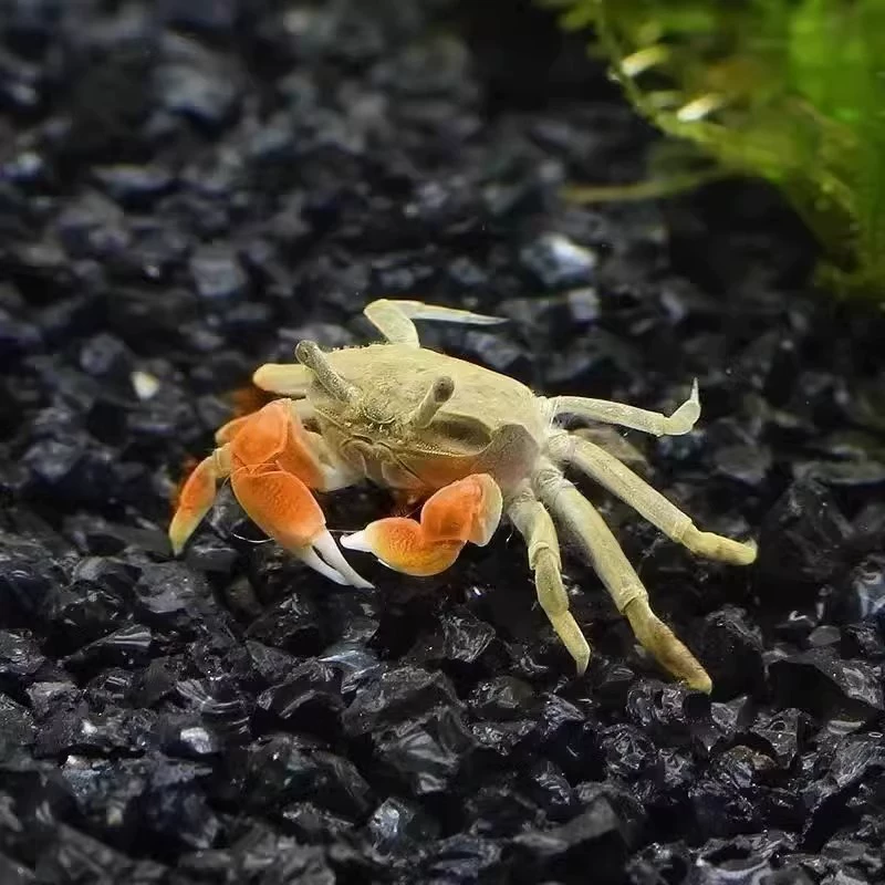 Миниатюрная крабовая живьё- crab?