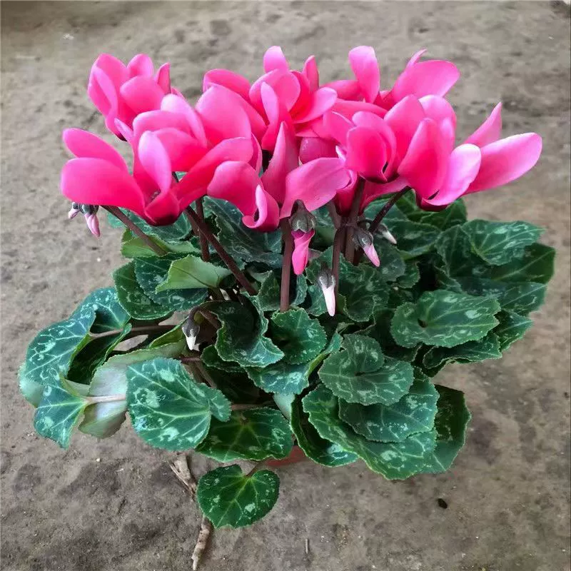 Оптовая цикламен горшечные растения с доставкой цветов хорошие Комнатные цветы Цветы Four Seasons балкон комнатные горшечные растения