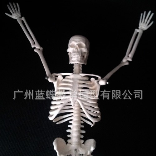 45CM�������ģ�� ҽѧ��ѧģ�� ��������걾 ���ù�ģ��