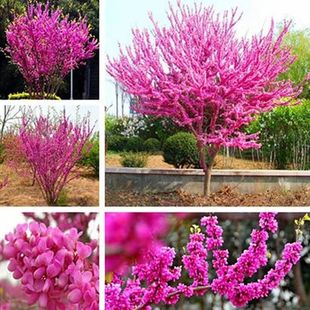 ���G����ͥԺ�ͺ����⻨��ֲ���Ϸ������e�����@�G����ľ���G����