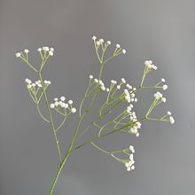 108�^�M���Ƿ��滨С���¼ٻ��Ҿӻ�c���Ų廨���滨��������