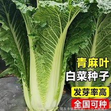 ��������~��ײ˷N�Ӵ��ﲥ�����͟�N���̨���ԕx����̖�߲˷N