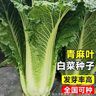 ��������~��ײ˷N�Ӵ��ﲥ�����͟�N���̨���ԕx����̖�߲˷N