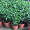 Sell potted fresh -aromatic wood to absorb formaldehyde to release aroma, indoor purification air indoor green plant flowers