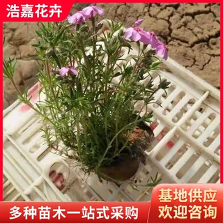 芝樱福禄考园林绿化工程 耐寒宿根花卉 青州基地批发丛林福禄考