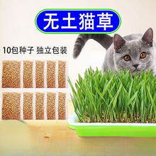 猫草种子猫草盆栽小麦种水培盆幼猫营养土壤猫咪零食种植盒种籽