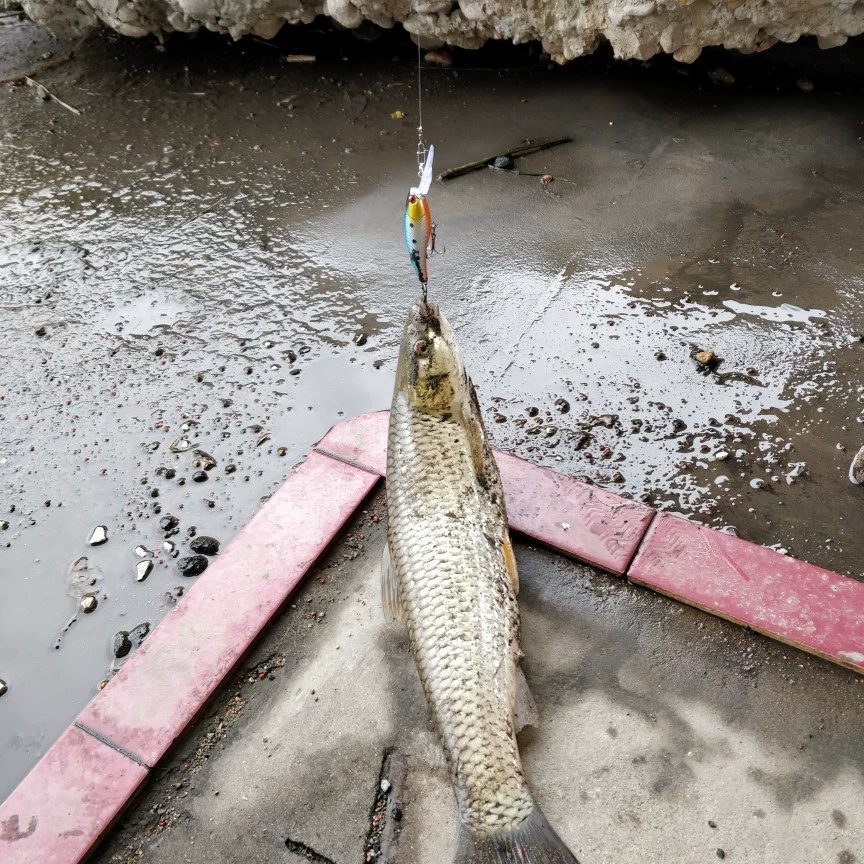 Люя костюм приманки, приманка, пресная и морская вода поддельная приманка жесткая приманка, громовая лягушка лошадь рот дынные семена бисерная мягкая приманка, приманка на Минской дороге