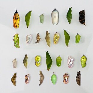 �����Ӽ���w�ɷ�����Y���w��ͯ�Y����B�^��С���x�����J��