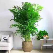 ɢβ�����FҬ������Gֲ����ֲ���҃ȿ͏d�����k����ǰ̨�҃ȴ���