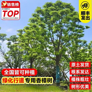 һ�����l������������ľͥԺ�G���ļ������ϱ����Nֲ�G������