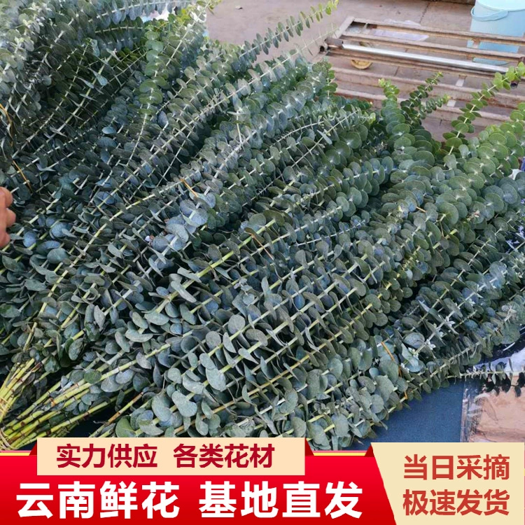 Юньнань Куньмин эвкалиптовые листья цветы оптом Яблочный лист Один многожильный просо лист фрукты многоцветочные оптом