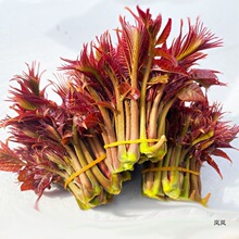 Ұ���㴻ѿ���r�t�ʹ�ѿ�߲�¶���^���㴻���l�Fժ�F�l���]