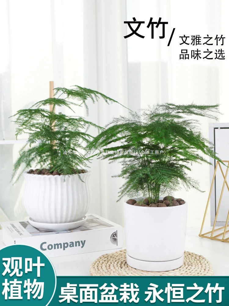 Растение бонсай в горшке с артишоками, комнатное растение для гостиной, цветок, офис, рабочий стол, зеленое растение, легко обслуживать круглый год, вечнозеленое Daxuepet