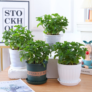 �������Կ�ʳ�ñ����~���������������҃Ⱥ��Bֲ�ﱡ�ɾGֲ