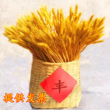 ����ɻ� С���ӻ��� �_�I������@�bYƷ�Ĕz������Ȼֲ���b�