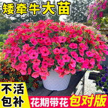 矮牵牛花苗盆栽带花苞百万小玲重瓣室内外阳台四季开花卉垂吊植物