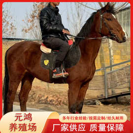 骑乘马肉马跑马观赏马赛马半血马纯血马马驹活体回收马匹