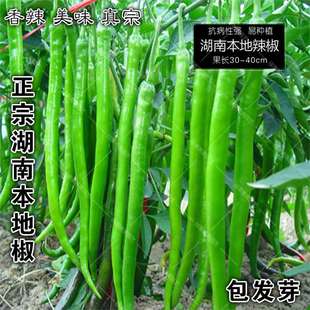 ���������N�� ������ ���������ȿ���ħ�����߮a�����L�߲�������