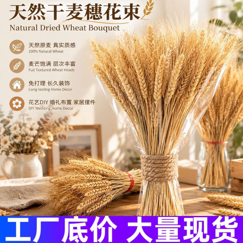 Natural uncolored dried barley ears, pastoral style photography props, bouquet decoration, living room ornaments, barley for photography