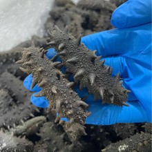 大连半干海参5倍泡发盐渍辽刺参批发大连源头大火拉缸盐一件代发