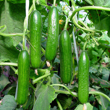荷兰瓜小乳瓜无刺水果小黄瓜种子蔬果种籽农家菜园种孑厂家直销