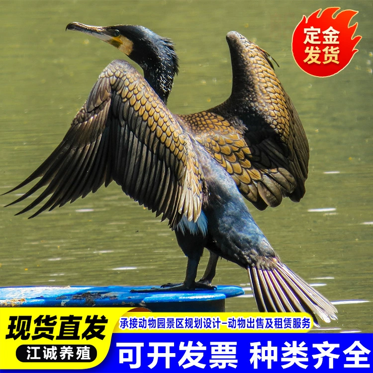 Разводческая база продает взрослых оспрейов, оспрейов для выступлений в мангровых парках и шоу по ловле рыбы, а также рассаду оспрейов.