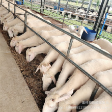 小尾寒羊哪里卖 改良绵羊幼崽 适合北方饲养 杜泊绵羊活羊 小羊羔