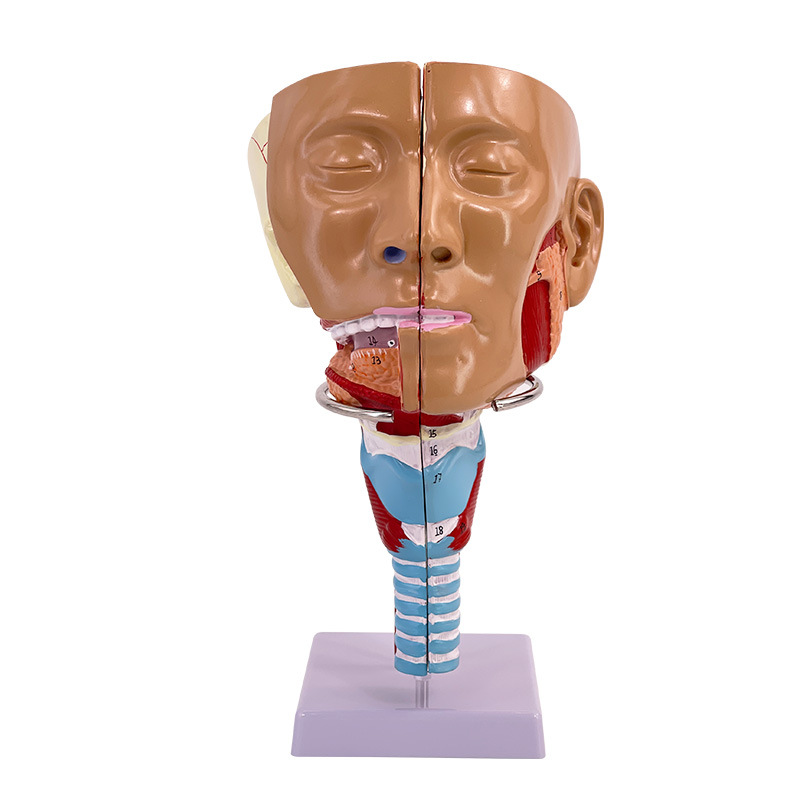 �ǡ��ڡ��ʡ���ǻģ�� �ʼ� ͷ������ǻ����ʸ״����­�Ǳ��и���