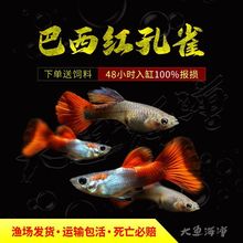 巴西红扇孔雀鱼种凤尾鱼直接生小鱼待产下崽狂魔胎生好养耐鱼苗