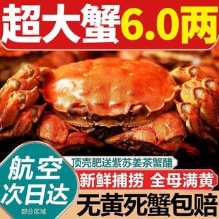 Волосатый краб свежий краб, июнь, Huangquan Mother Gong Crab Yangcheng Lake Lake Gift Box Water Products 6.0