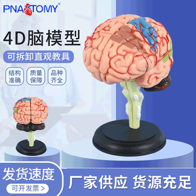 医学4D拼装大脑模型脑部结构解剖可拆卸模型 教学益智玩具