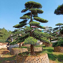 湖南苗木基地批发各类罗汉松 25cm造型罗汉松 胸径25公分原生乔木