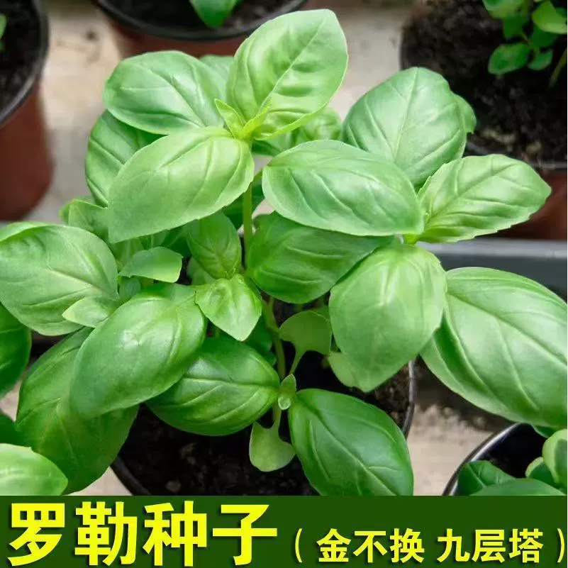 Девятислойная рассада семян базилика, фиолетовый базилик, балкон, четырехсезонный горшок, золотой базилик, девятислойные листья базилика