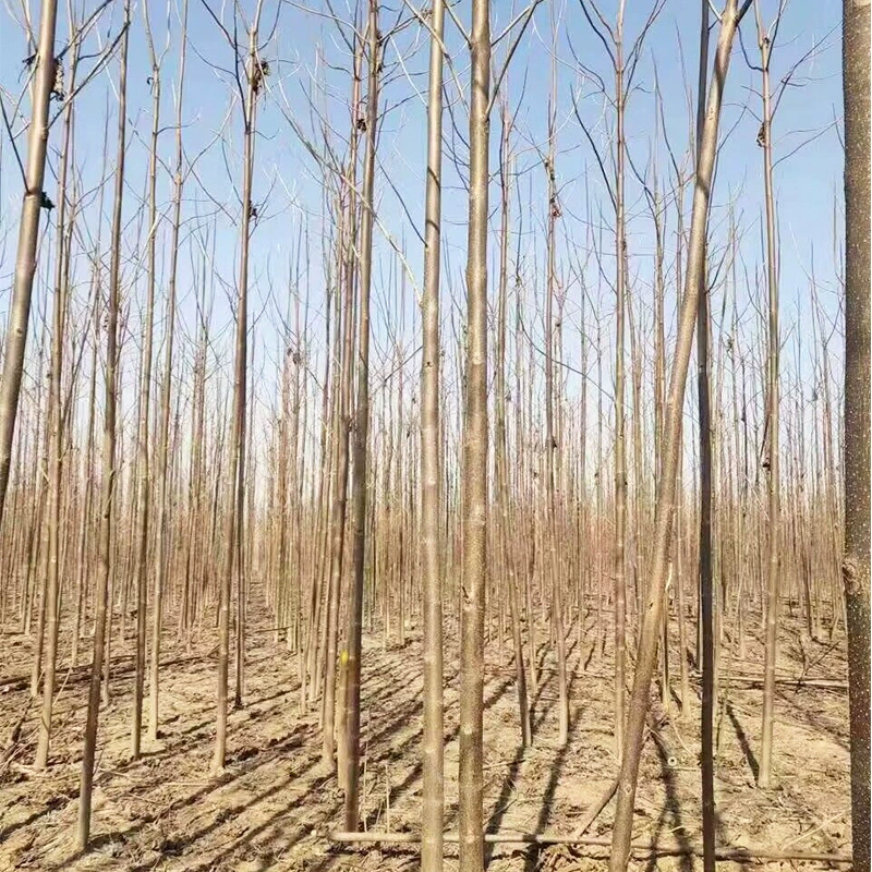 Базовые Оптовые саженцы павловнии 2-30 см саженцы павловнии деревья павловнии павловния фиолетовые цветы саженцы павловнии в наличии