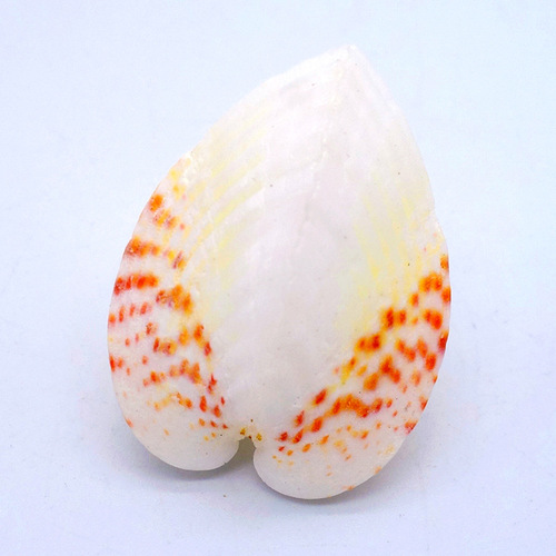 Wholesale conch shells, yellow clams, purple clams, clam powder, purple birds' clams, chicken heart abalone, oil painting scallops, multiple options available