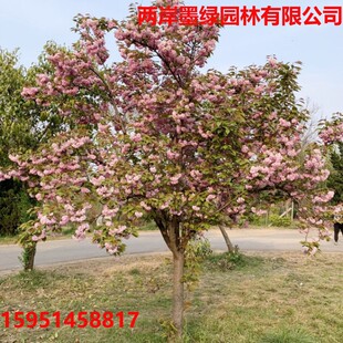 �ձ��ѻ�����ͥԺ�����׻�G����ѻ�С��޽��������ϱ����Nֲ