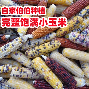 �}��ĥ��С���׽�z��ĥ����������؈������m�i��ʳ���üZʳ