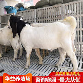 波尔山羊图片波尔山羊价格河南哪里有出售山羊奶山羊