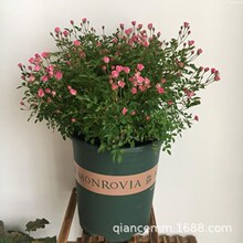 超微月季带花苞迷你小月季花苗阳台盆栽微月须惠姬四季开花姬月季