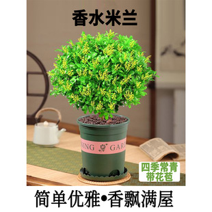 Milan Flower Potted Flower Plant Indoor Flowering in All Seasons with Buds and Strong Fragrance, Good Retirement Pile Bonsai Mosquito Repellent Green Plant